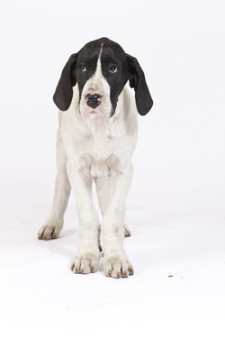 Deutsche Dogge Welpe - Chan (Rüde) Deutsche Dogge Welpe - Chan (Rüde)