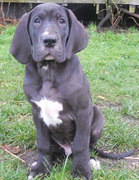 Blacky vom Traumsee Blacky vom Traumsee