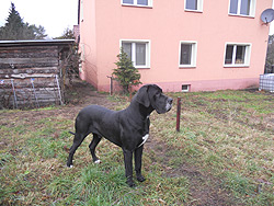 Blacky (Rüde) - steht zum Verkauf Blacky (Rüde) - steht zum Verkauf