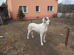 Blondi (Hündin) Blondi (Hündin)