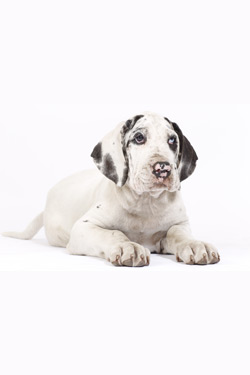 Deutsche Dogge Welpe - Carlo (Rüde) Deutsche Dogge Welpe - Carlo (Rüde)