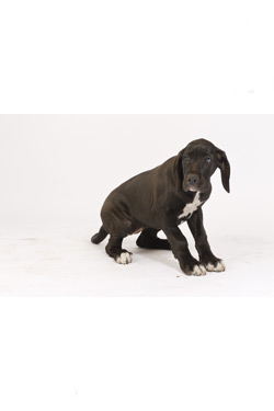 Deutsche Dogge Welpe - Cecilia (Hündin) Deutsche Dogge Welpe - Cecilia (Hündin)