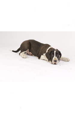 Deutsche Dogge Welpe -Cillus (Rüde) Deutsche Dogge Welpe -Cillus (Rüde)