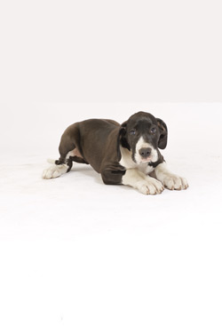 Deutsche Dogge Welpe - Condor (Rüde) Deutsche Dogge Welpe - Condor (Rüde)
